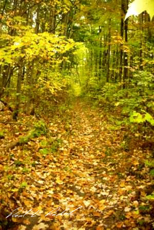 sink hole trail